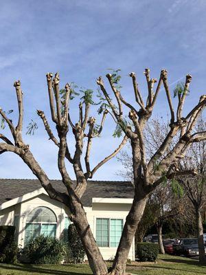 Mike Gallo Landscape & Tree Service