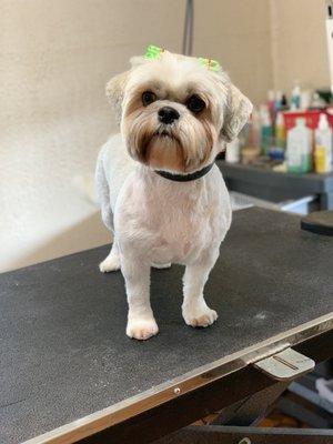 Paws Here 2 Pet Grooming & Salon
