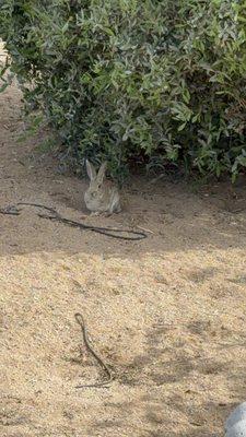 Desert garden with rabbit in shade.