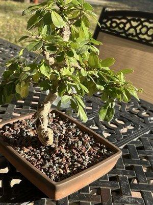 Artisans Bonsai