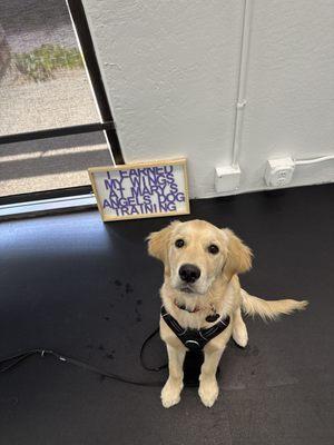 Ollie the Golden Retriever graduated Puppy Kindergarten class!