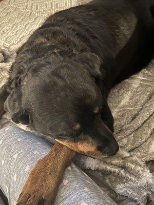 Halfmoon Veterinary Hospital