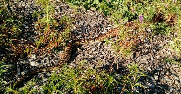 Old Ranch Park Disc Golf Course