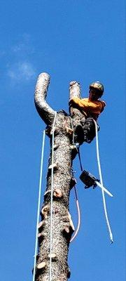 Tree Removal Service