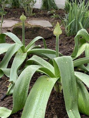 Grand Plans Landscape Design