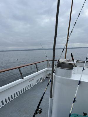 Blue Horizon Sportfishing