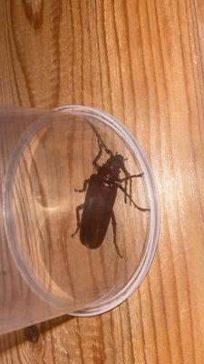 A giant fricking bug