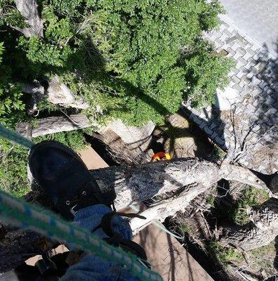 Tree Selects and Landscaping