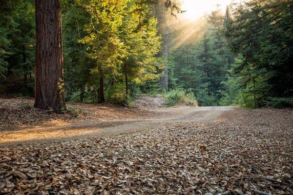 Better Place Forests Santa Cruz