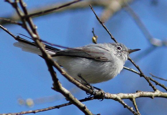 Bayou Sauvage National Wildlife Refuge