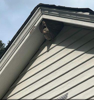 OneMann Pest Control