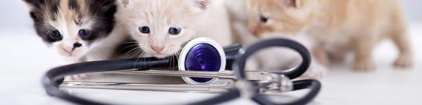 Eastside Animal Medical Center