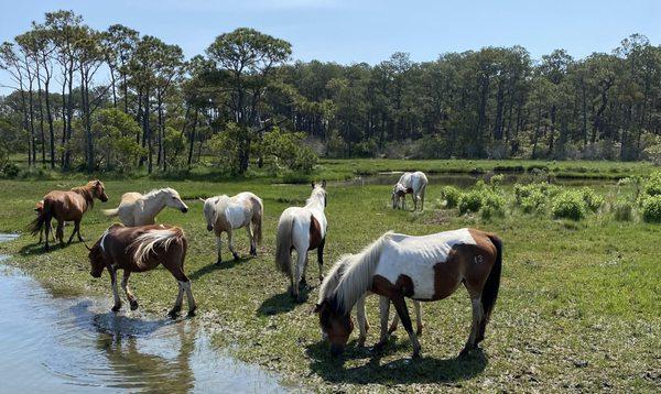 Chincoteague Paddlesports