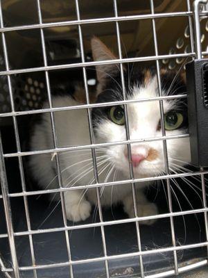 Our new baby girl Harriet