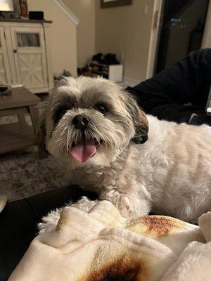 Pampered Pets Boarding & Grooming