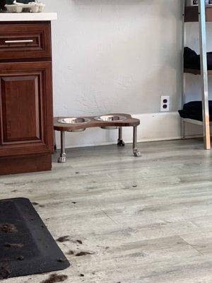 They are even dog friendly!