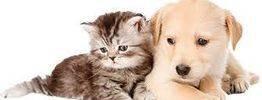 Puppy Paw Purrfection