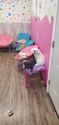 Dog Days Canine Playschool