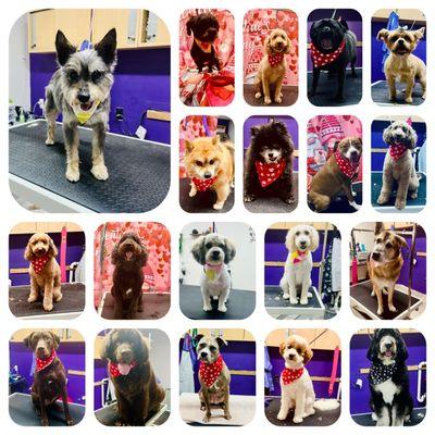 2025 is a great year here are some of our pups looking great and cleaned up for Valentines Day