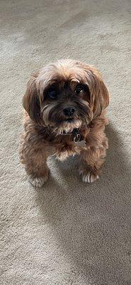 Southpointe Veterinary Hospital