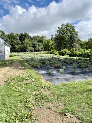 Lakeside Lavender and Herbs