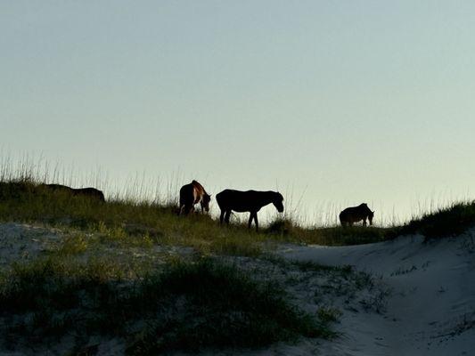 Wild horses of Corolla NC!