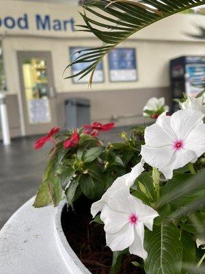 Our updated outdoor plant decor