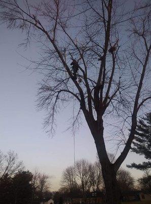 Wright Tree Care