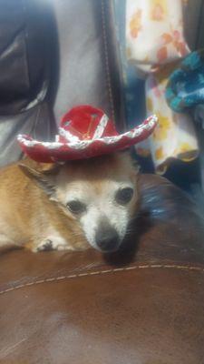 West Main Animal Hospital