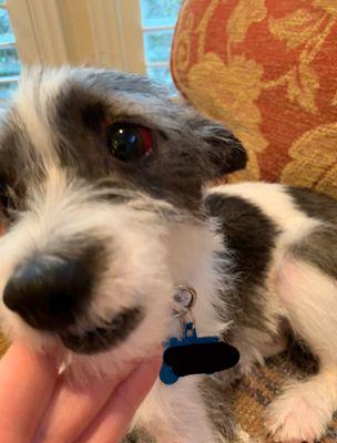 This is what my puppy looked like when he was returned to me.