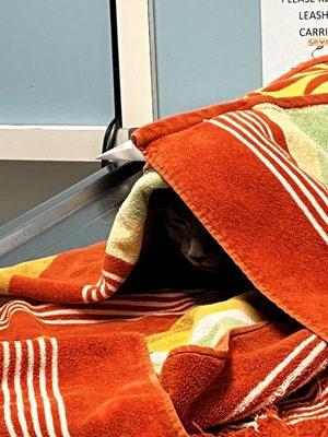 Alta Vista Veterinary Clinic