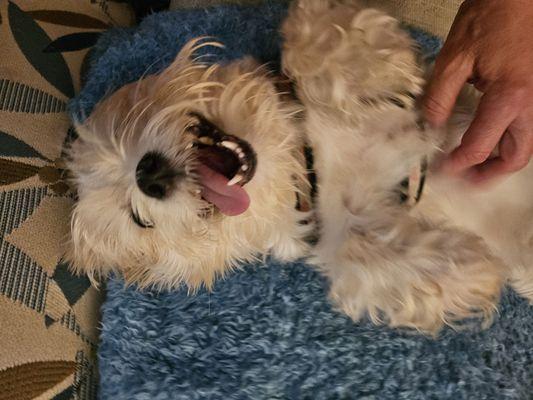 Sunset Veterinary Surgery