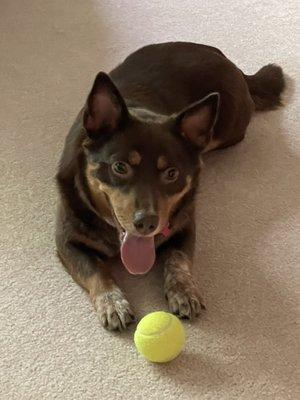 All About Dogs of Northeast Ohio