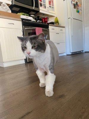 Anaheim Canyon Animal Hospital