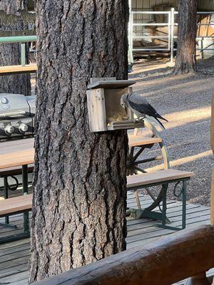 Bird on a feeder.