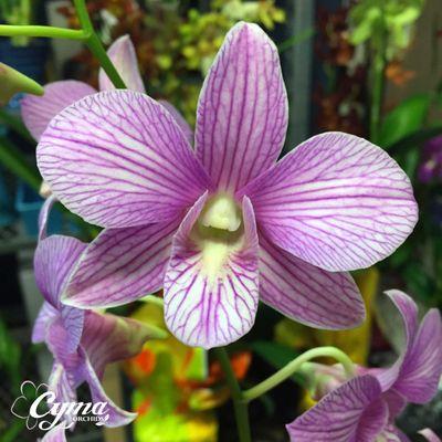 Cyma Orchids Corporation