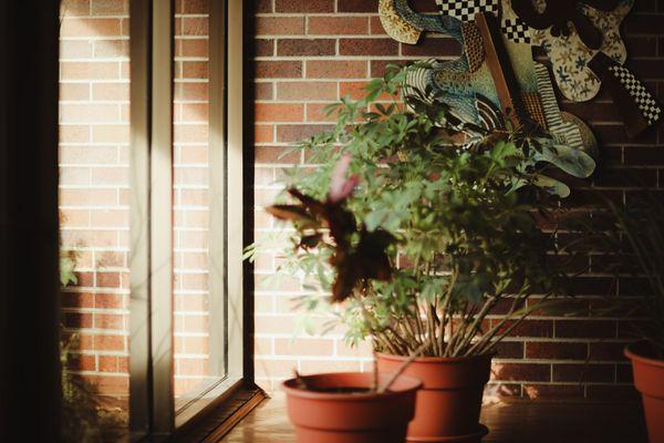 Rockford Endodontics