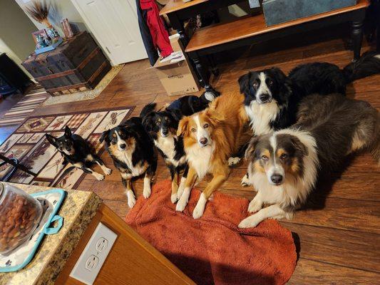 Canine Training Adventures