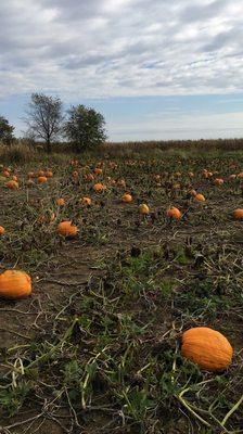 Ben's Giant Pumpkins