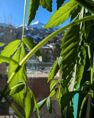 Our mascot plant! We are Colorado's premiere hemp spa offering CBD Massage, Spot upgrades, and CBD facials!