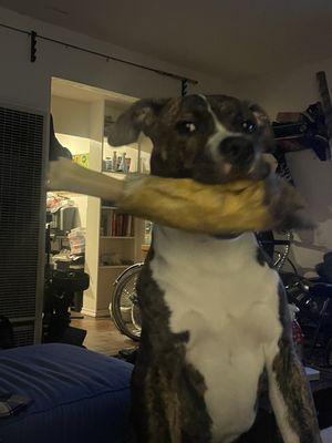 Noah's Natural Pet Market