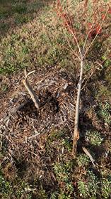 Southern Concrete Finishing