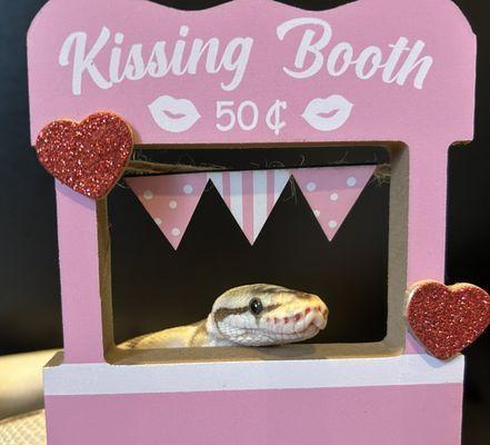 Happy Valentine's Day from Magnum Exotics! #HissingBooth