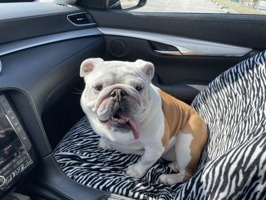 Bulldog that enjoys Dilly Burger - Single