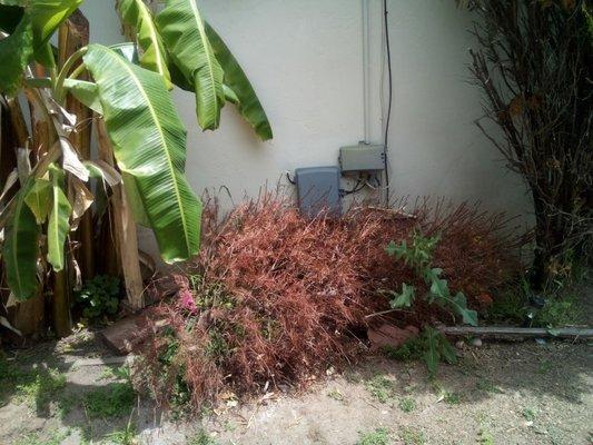 It's not Christmas no more why is it still in my yard and it's not my tree