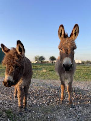 Learning Lions Christian School