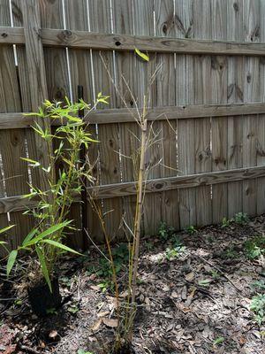 Houston Bamboo Nursery