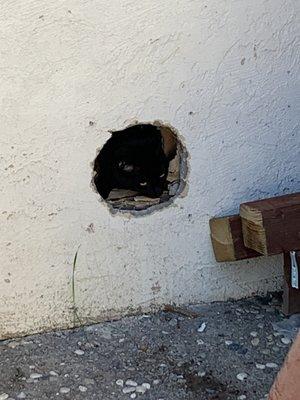 Dad's Best Handyman Services