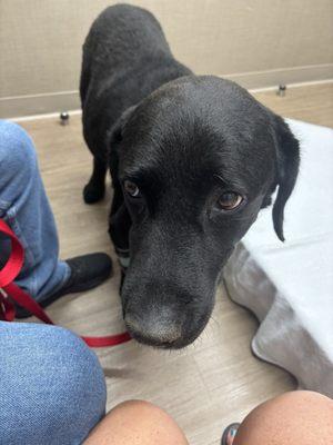 Spencer Animal Hospital