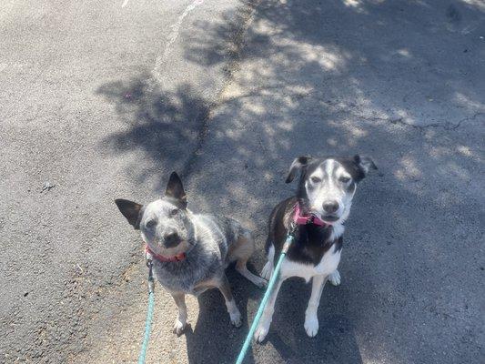 All 4 Paws Pet Concierge